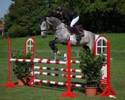 jumper Q Sieben 3 (Hanoverian, 2007, from Quite Capitol)