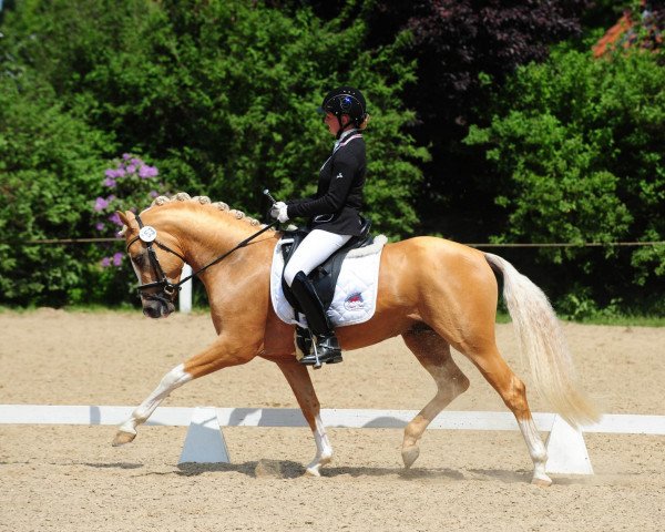 dressage horse Cartier de Deluxe (German Riding Pony, 2009, from Casino Royale K WE)