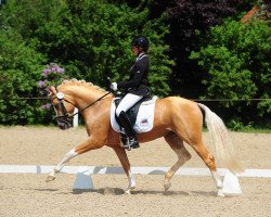 dressage horse Cartier de Deluxe (German Riding Pony, 2009, from Casino Royale K WE)