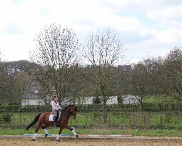 Dressurpferd Raab (Rheinländer, 2003, von Riccione)