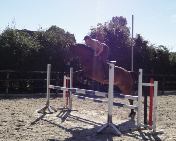 jumper Latino Star S (Oldenburg show jumper, 2005, from Landor S)