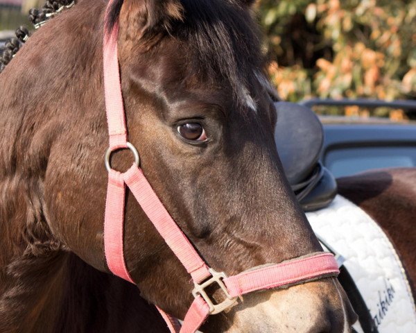 dressage horse Waikiki 208 (Hanoverian, 2004, from Westernhagen)