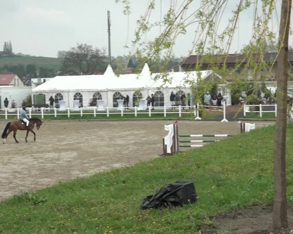 Reitturnier Ried am Riederberg 2022