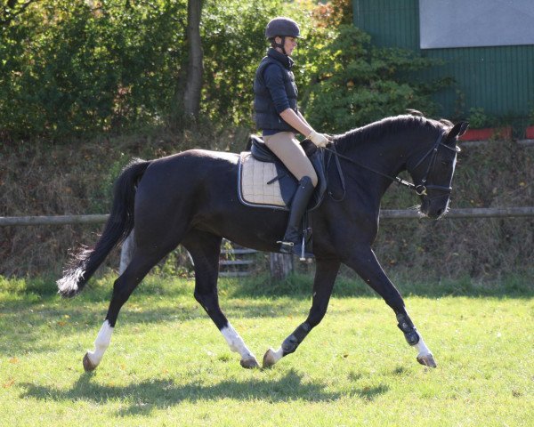 broodmare Fine Line (Westphalian, 2008, from Fürst Grandios)
