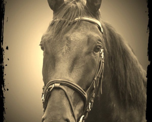 Pferd Con Noir (Westfale,  )
