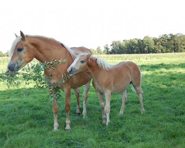 broodmare Nanni (2,34% ox) (Edelbluthaflinger, 2007, from Napoleon (1,57% ox))