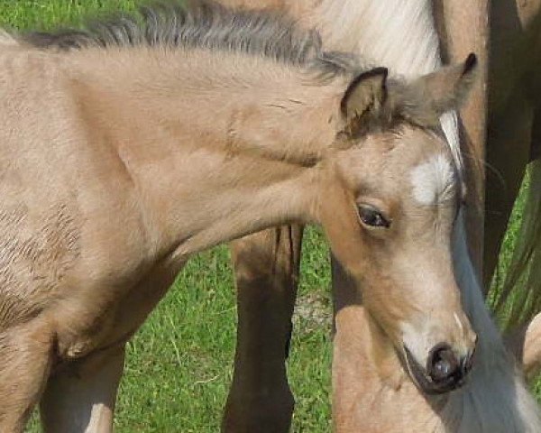 horse RM Visual Effect (German Riding Pony, 2013, from RM V-Power)