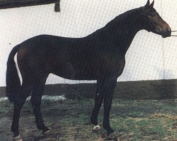 stallion Entertainer (Hanoverian, 1987, from Eklatant)
