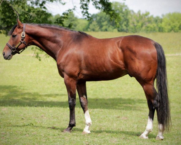 stallion Mixmaster xx (Thoroughbred, 2006, from Medaglia d'Oro xx)