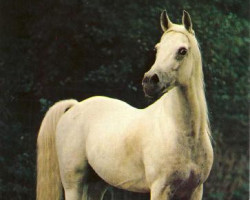 stallion Kaisoon 1958 EAO (Arabian purebred, 1958, from Nazeer 1934 RAS)
