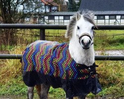 Dressurpferd Ulbargens Janus (Welsh Mountain Pony (Sek.A), 2013, von Ulb.Jeremy)
