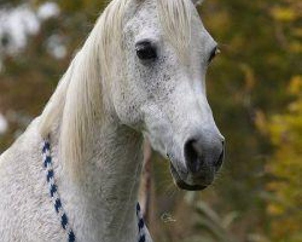 broodmare Kouhayla 1988 ox (Arabian purebred, 1988, from Kaisoon 1958 EAO)
