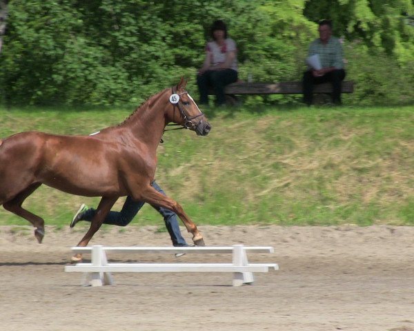 Zuchtstute Fürstin's Paula (Westfale, 2009, von Fürst Piccolo)