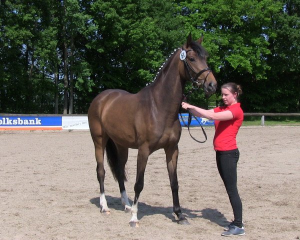Zuchtstute Rose of Deploy (Westfale, 2010, von Rubitano)