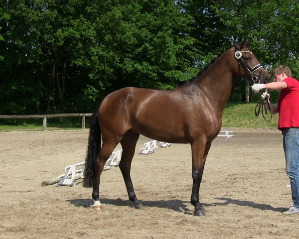 broodmare Quidamo's Love (Westphalian, 2010, from Quidamo)