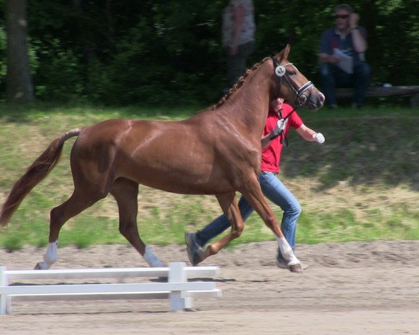 Zuchtstute Freifrau (Westfale, 2010, von Floresco NRW)