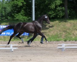 Zuchtstute Dia Lordina (Rheinländer, 2010, von Diarado)