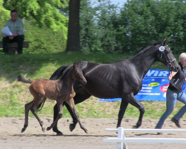 horse Condor 620 (Westphalian, 2013, from Conen)