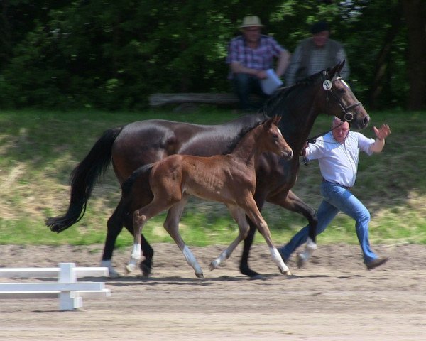 horse Hengst von Belissimo (Westphalian, 2013, from Belissimo NRW)