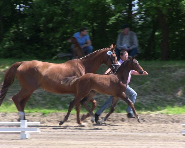 broodmare Stute von Conen (Westphalian, 2013, from Conen)