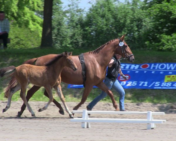 horse Stute von Riccione (Westphalian, 2013, from Riccione)