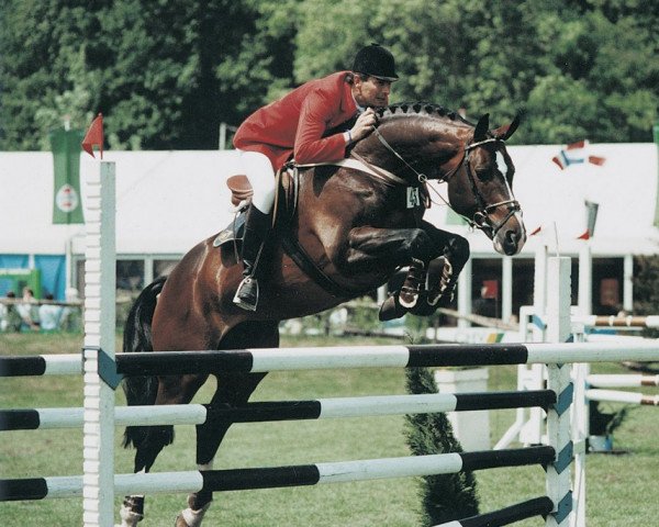 dressage horse Voltaire (German Riding Pony, 2002, from Voyage)