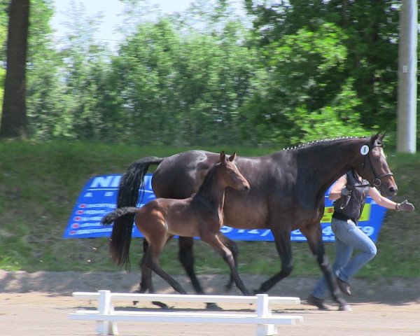 horse Hengst von Belconi (Westphalian, 2013, from Belconi)