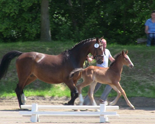 horse Hengst von Belconi (Westphalian, 2013, from Belconi)