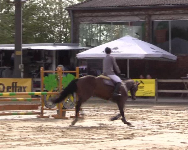 Reitturnier Nienberge 2022