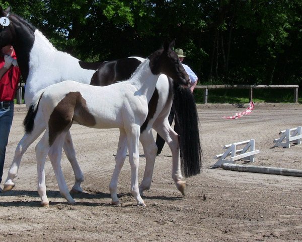 horse Hengst von Belconi (Westphalian, 2013, from Belconi)