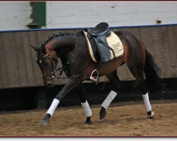 horse Nemesis (German Riding Pony, 2005, from Nabucco R)