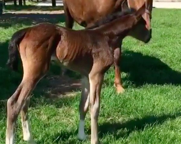 jumper Villinosa (KWPN (Royal Dutch Sporthorse), 2016, from Vigaro)
