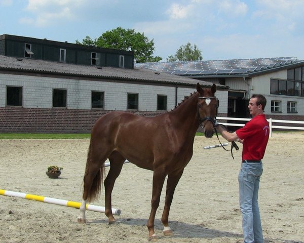 broodmare Bijou (Westphalian, 2010, from Belissimo NRW)