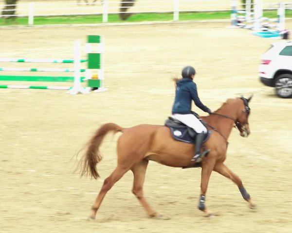 Reitturnier Ried am Riederberg 2022