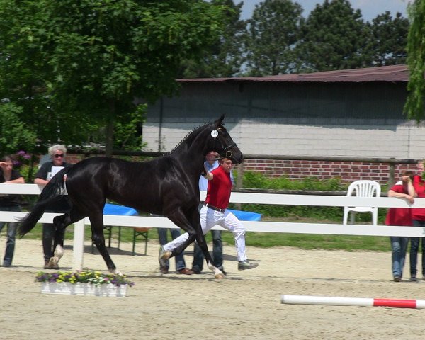 Dressurpferd Belrose (Westfale, 2010, von Belissimo NRW)