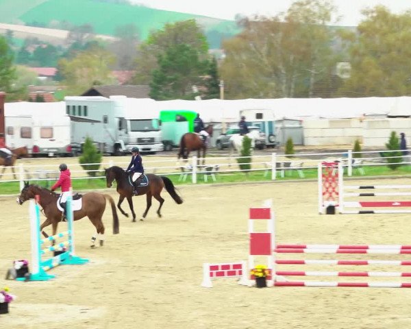 Reitturnier Ried am Riederberg 2022