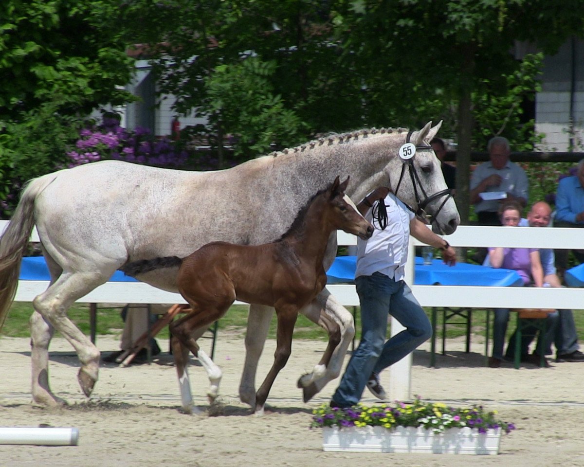 horse Stute von Acodetto (Westphalian, 2013, from Acodetto I)