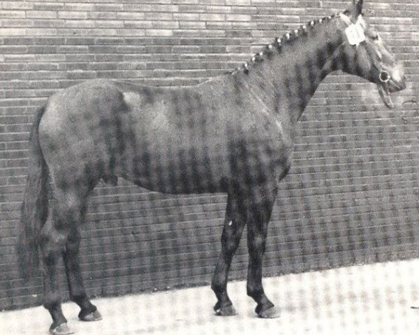 Deckhengst Fantast (Westfale, 1970, von Frühling)