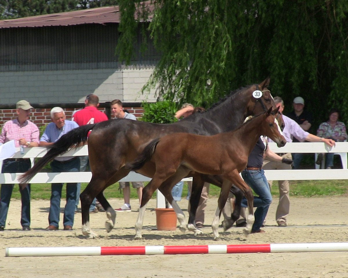 Springpferd Leyla K (Westfale, 2013, von Lyjanero)