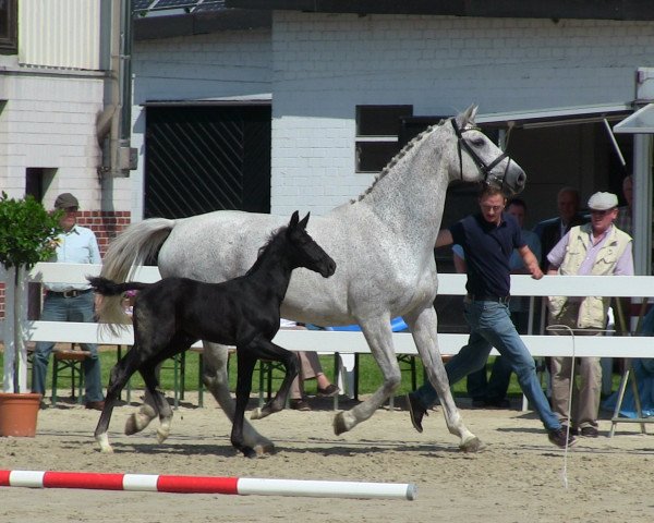 stallion Dawao L 2 (Westphalian, 2013, from Dibadu L)