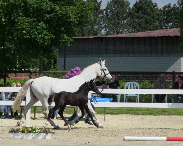 horse Hengst von Dibadu L (Westphalian, 2013, from Dibadu L)