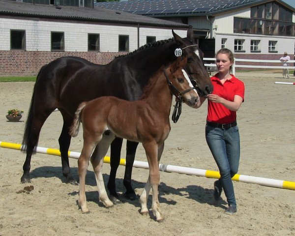 dressage horse Dr. Hook (Westphalian, 2013, from Dibadu L) dressage horse Dr. Hook (Westphalian, 2013, from Dibadu L)