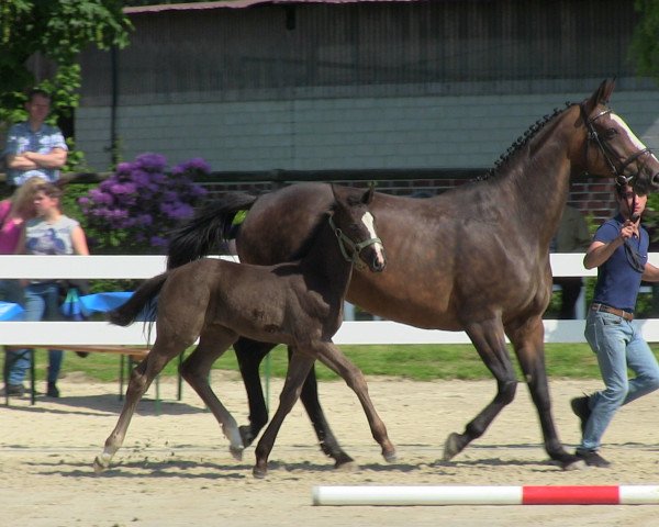 horse Stute von Dibadu L (Westphalian, 2013, from Dibadu L)
