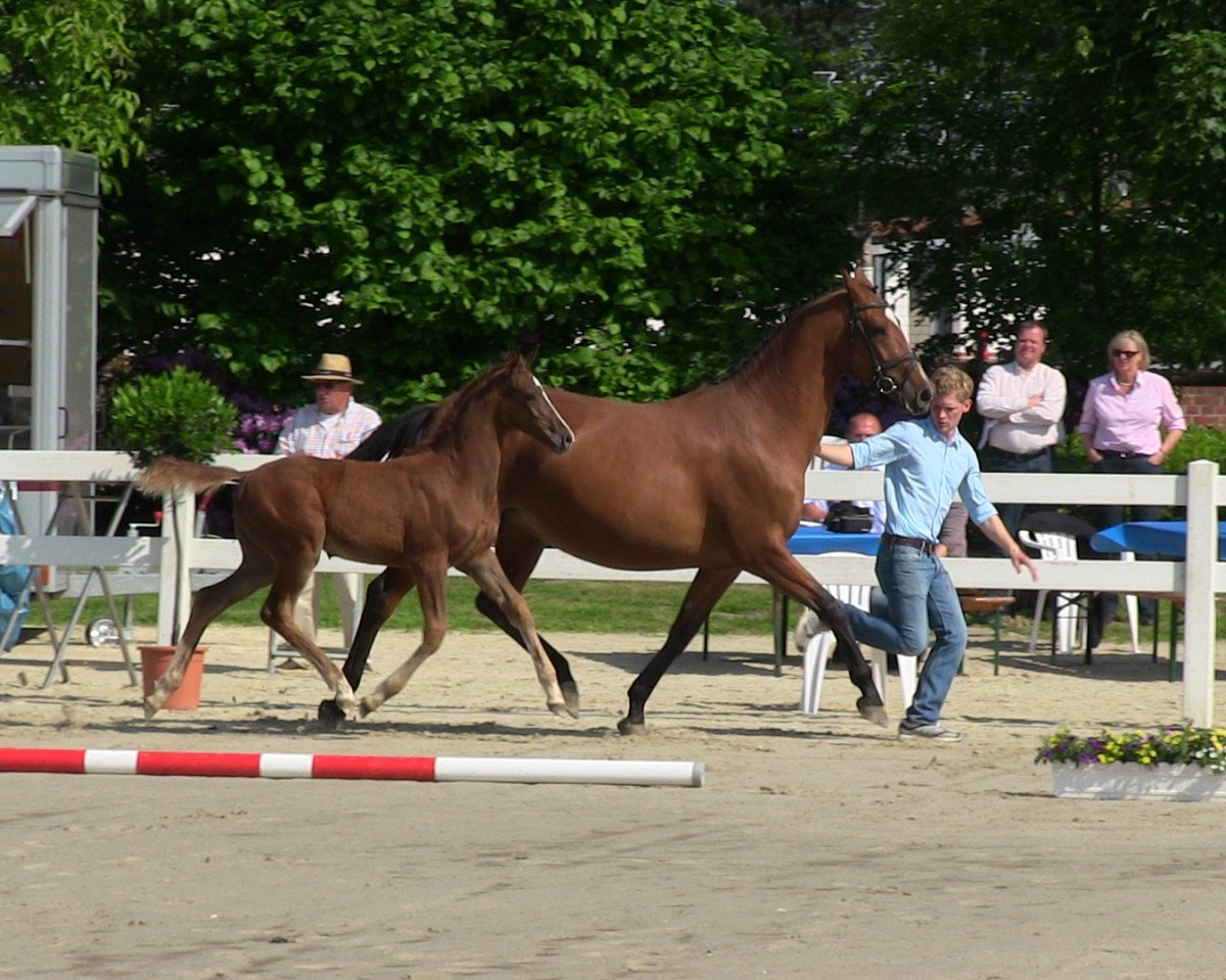 Springpferd Ruby In Red L (Westfale, 2013, von Dibadu L)