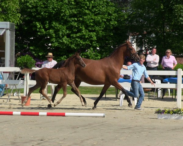 Springpferd Ruby In Red L (Westfale, 2013, von Dibadu L)