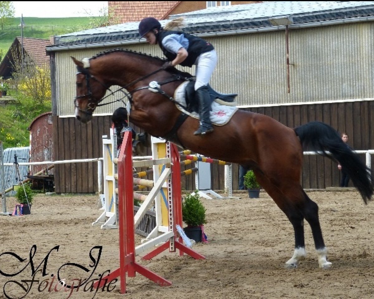Springpferd Omega 26 (Ungarisches Warmblut, 2002, von Ginus)