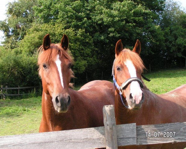 broodmare Mira (German Riding Pony, 1997, from Montano)