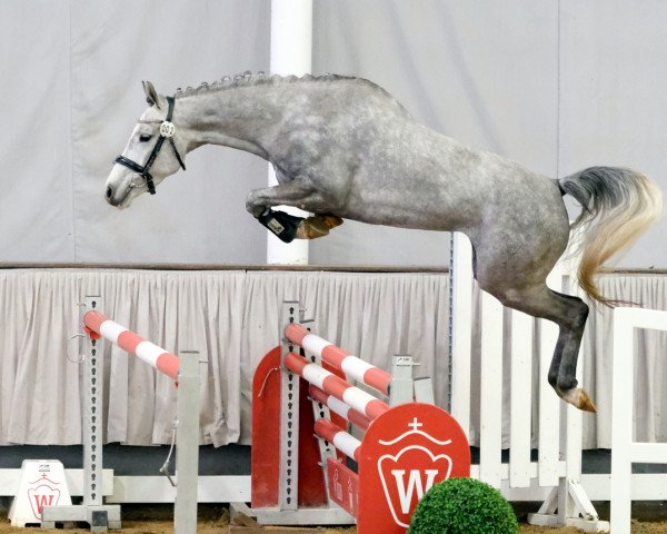 jumper Renate NRW (German Riding Pony, 2018, from Rock'n Roll 32)