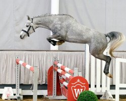 jumper Renate NRW (German Riding Pony, 2018, from Rock'n Roll 32)