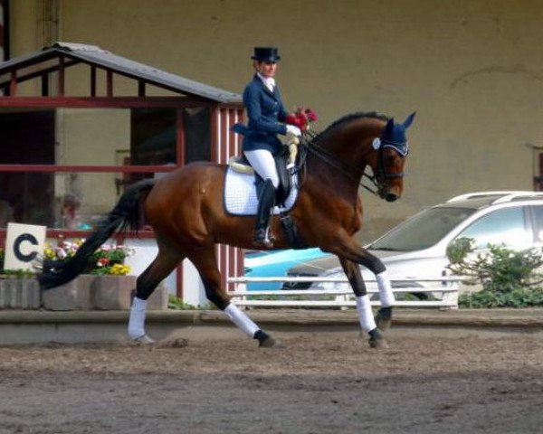 Dressurpferd Lagavulino (Oldenburger, 1998, von Landcapitol)